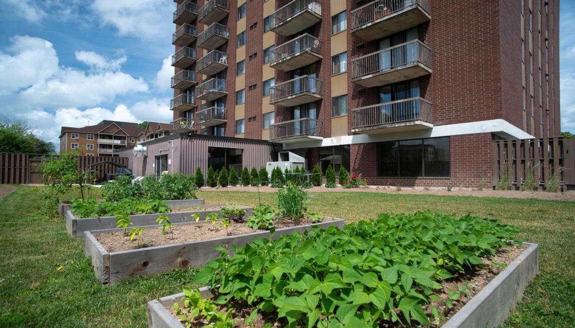 Cameron Arms Community Garden Image